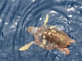 Turtle auf Atlantiküberquerung