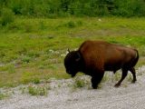 Buffalo als Reisebegleiter