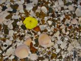 Blüte im Muschelmeer