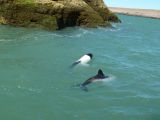 Klein-Delfine beim Spielen